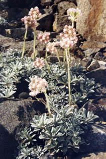 Antennaria dioica var borealis